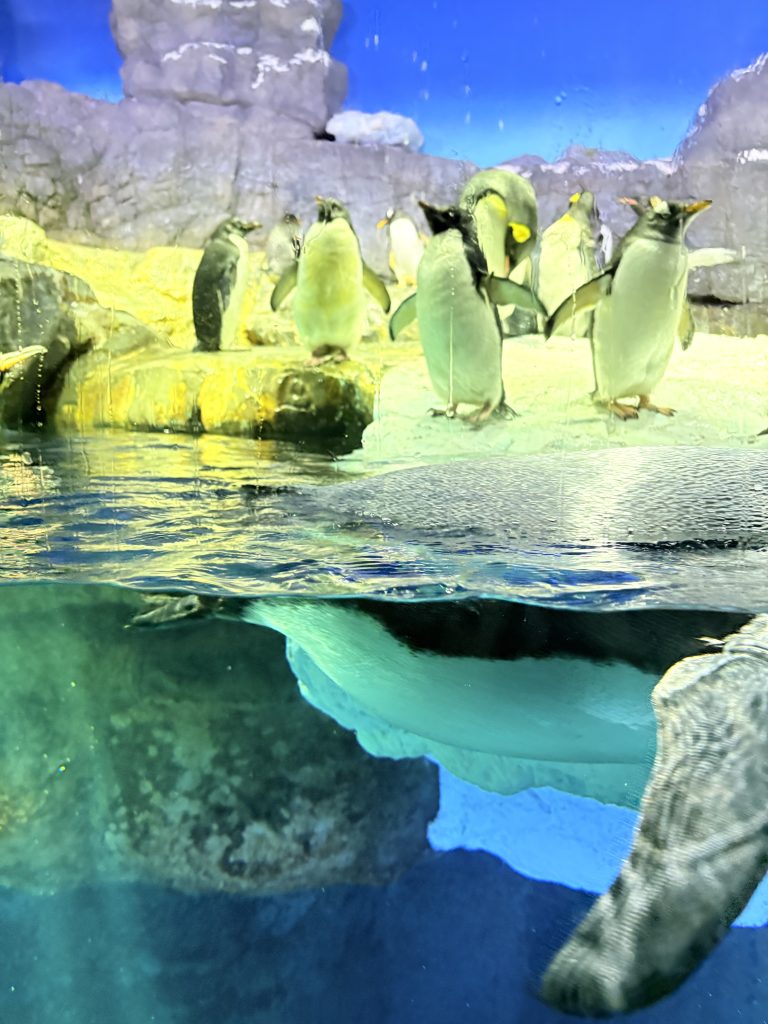 海遊館のペンギン